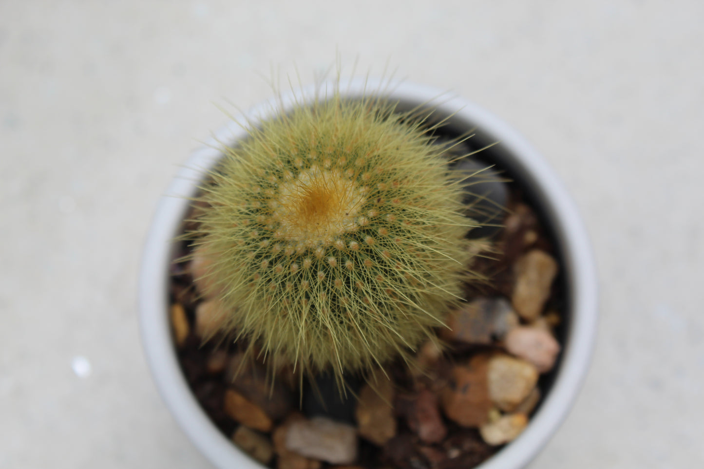 Parodia leninghausii