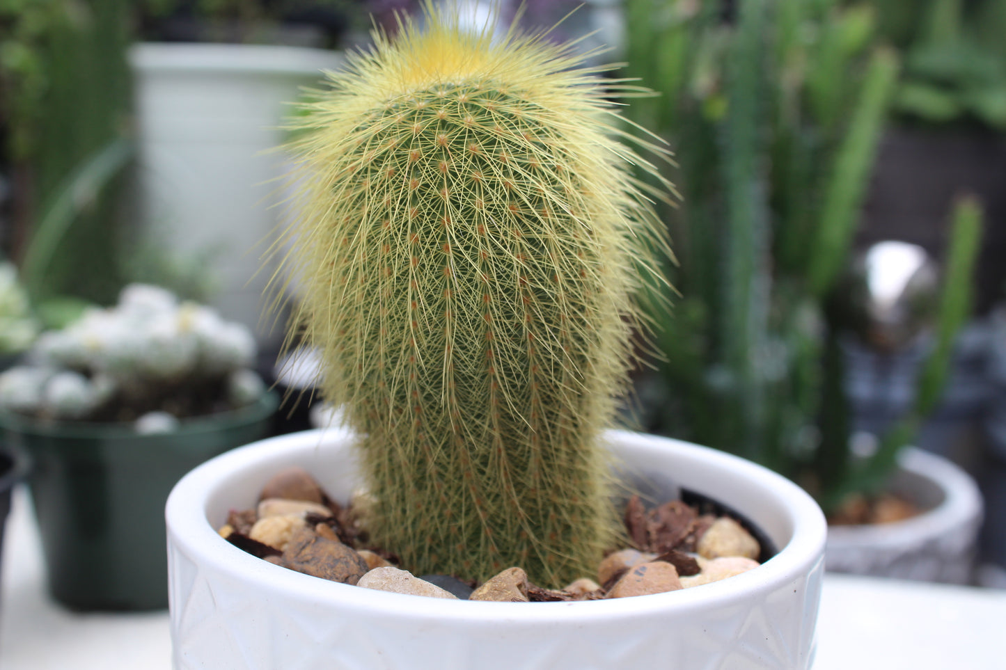 Parodia leninghausii