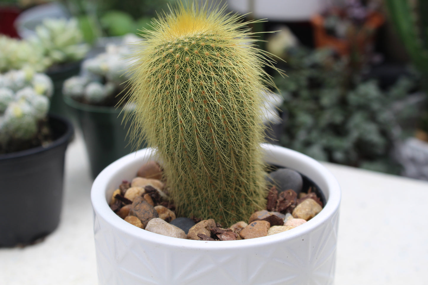 Parodia leninghausii