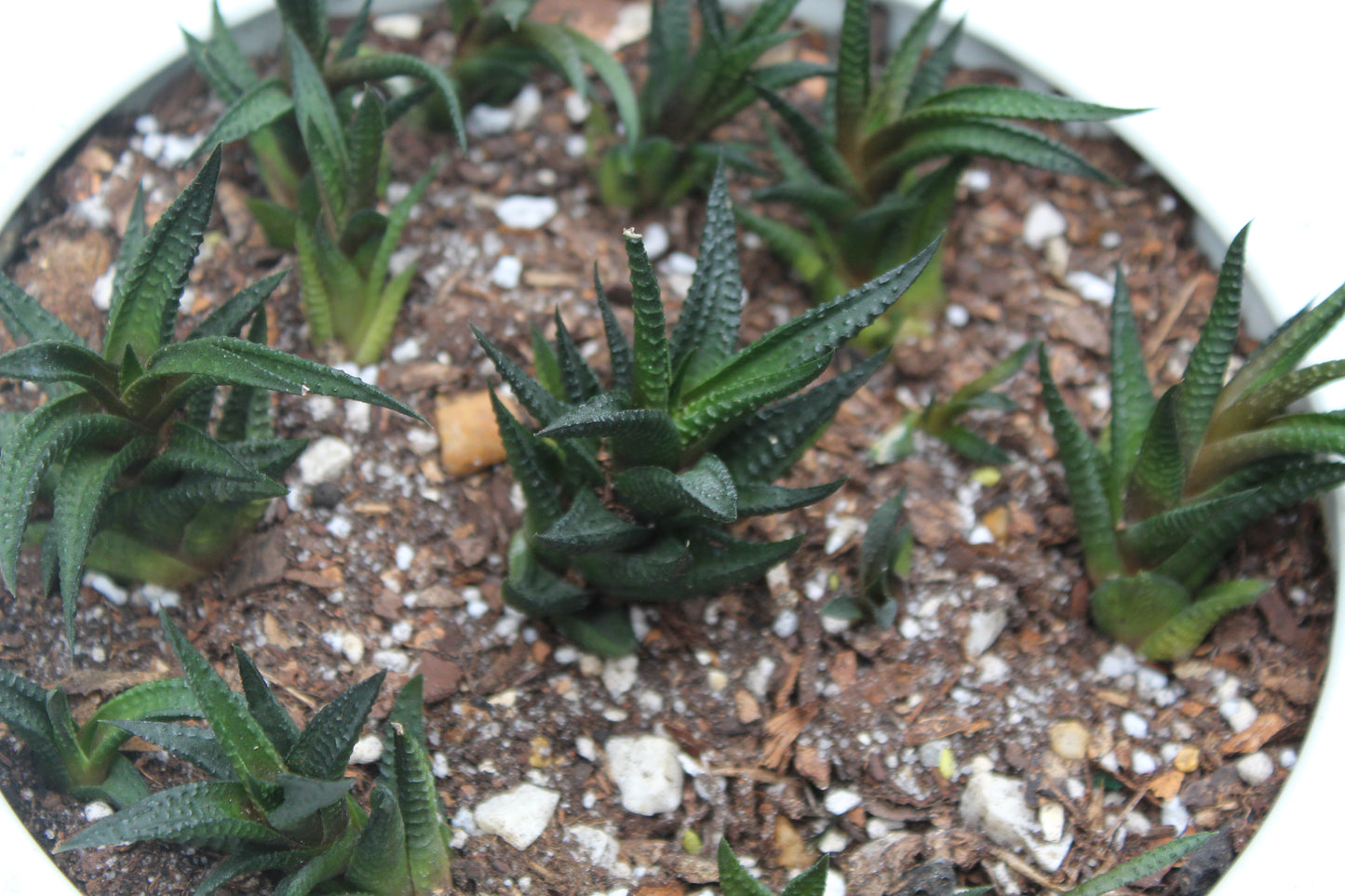 Haworthiopsis limifolia