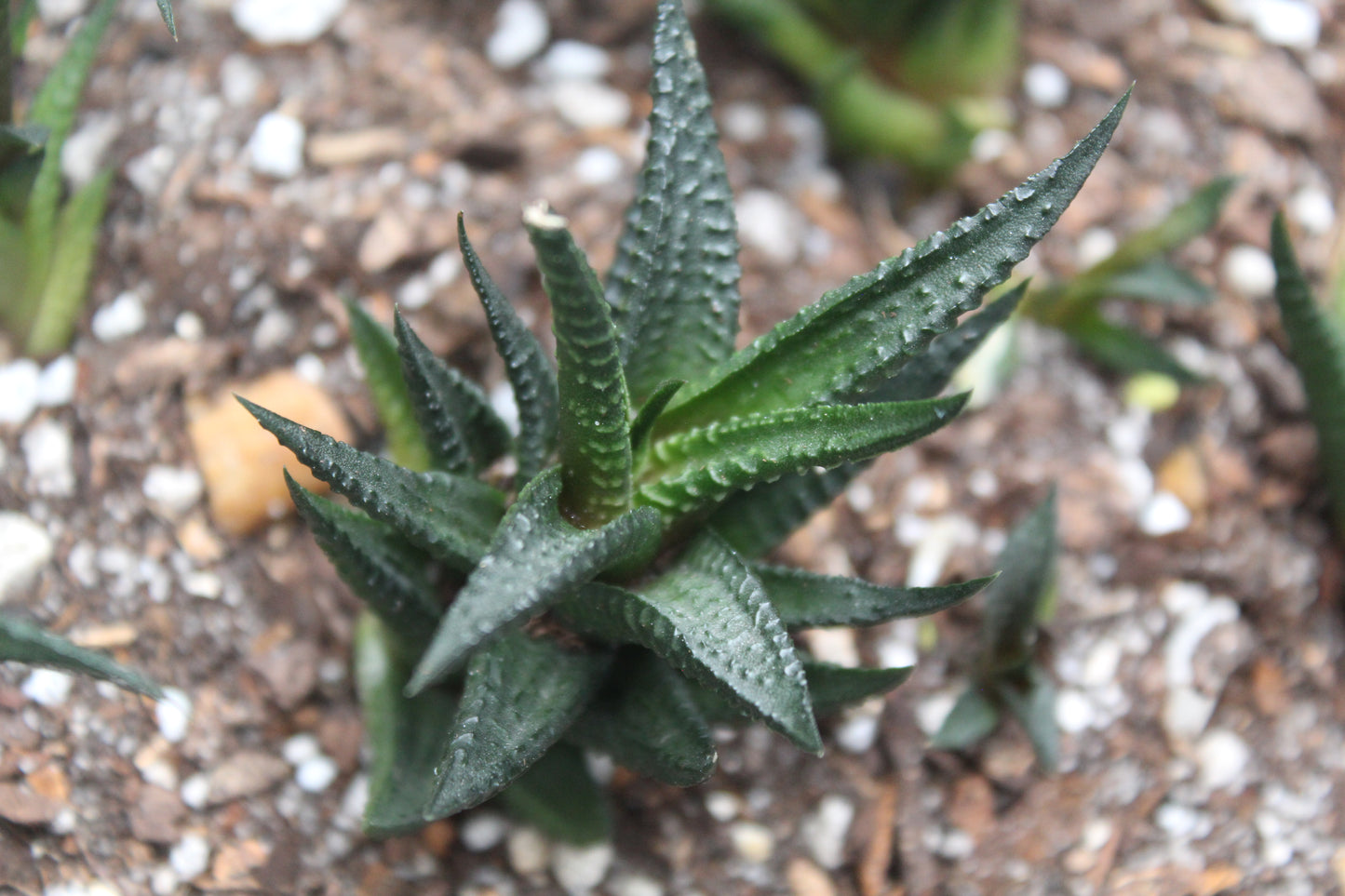 Haworthiopsis limifolia