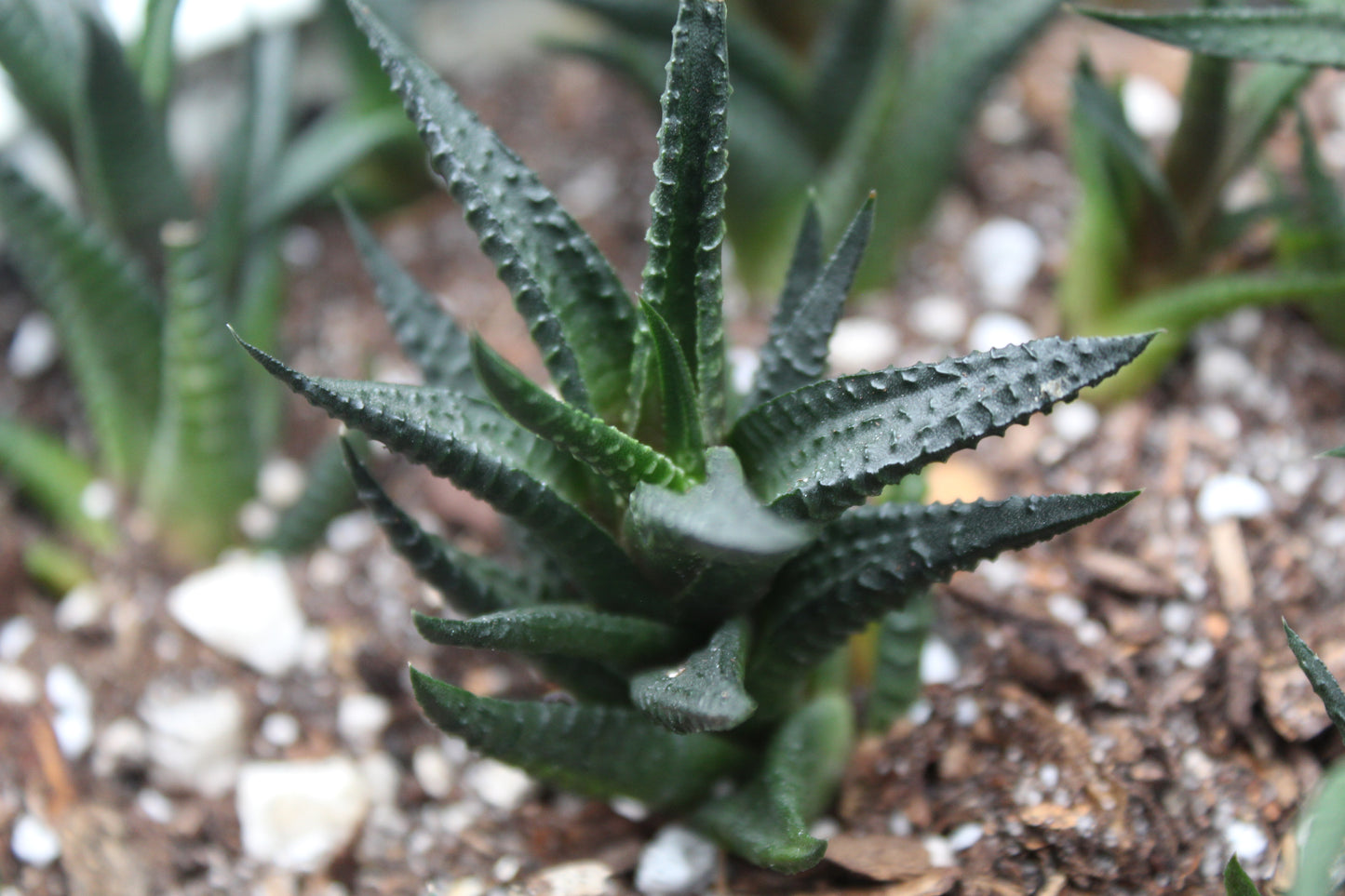 Haworthiopsis limifolia