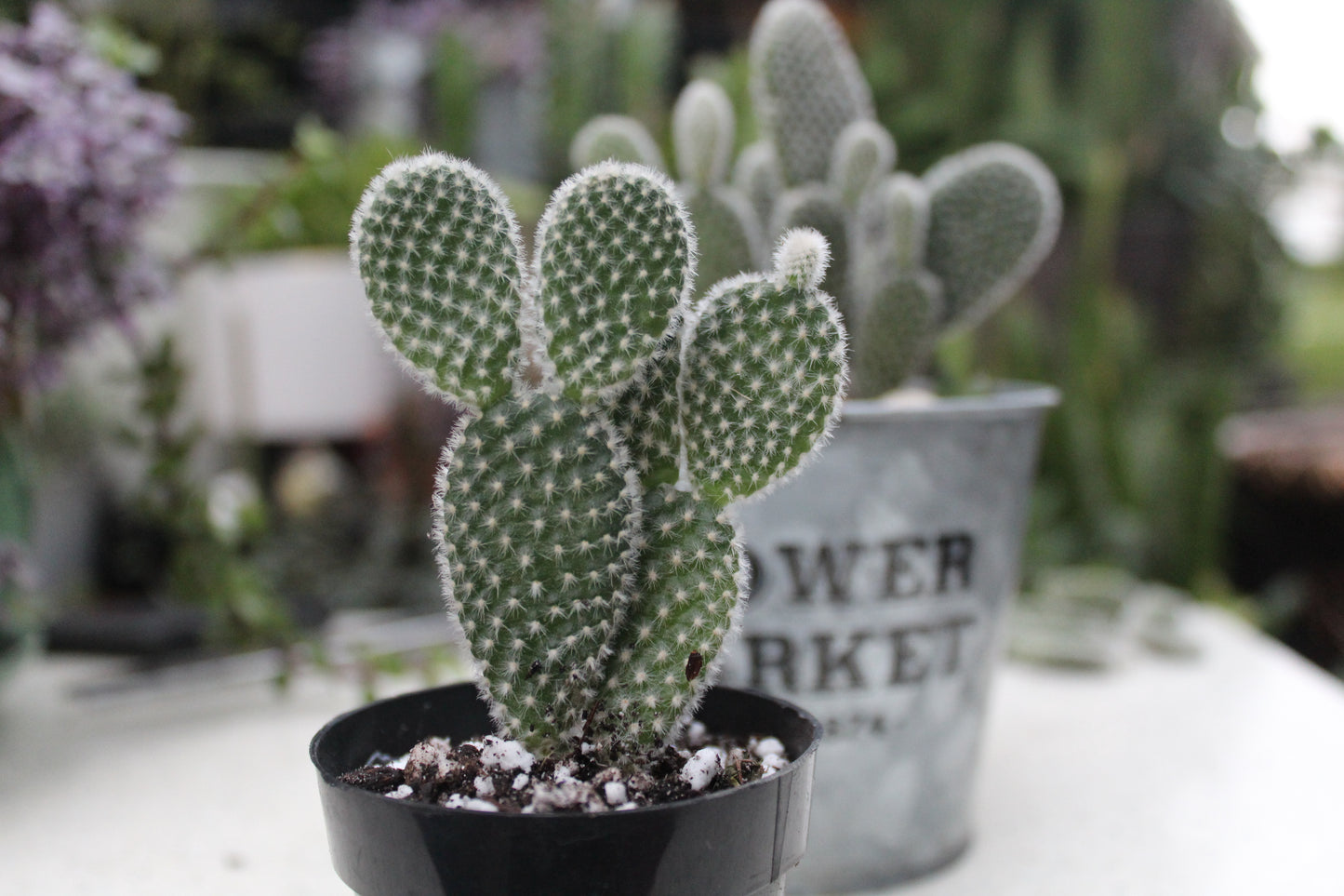 White Bunny Ears’ Opuntia Microdaysis Cactus