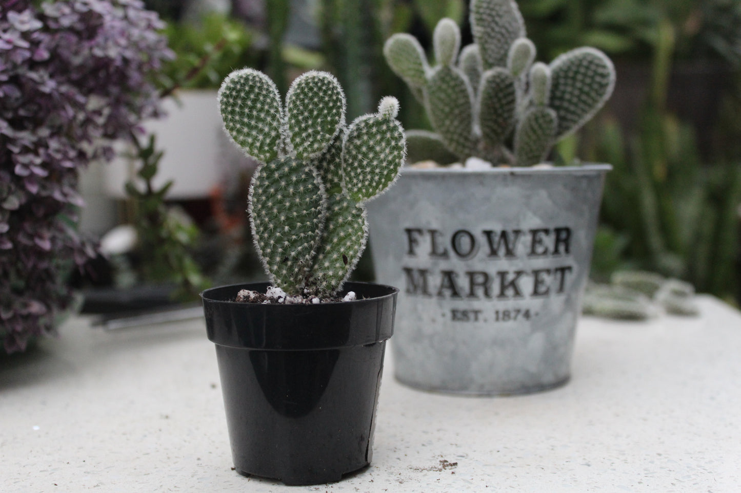 White Bunny Ears’ Opuntia Microdaysis Cactus