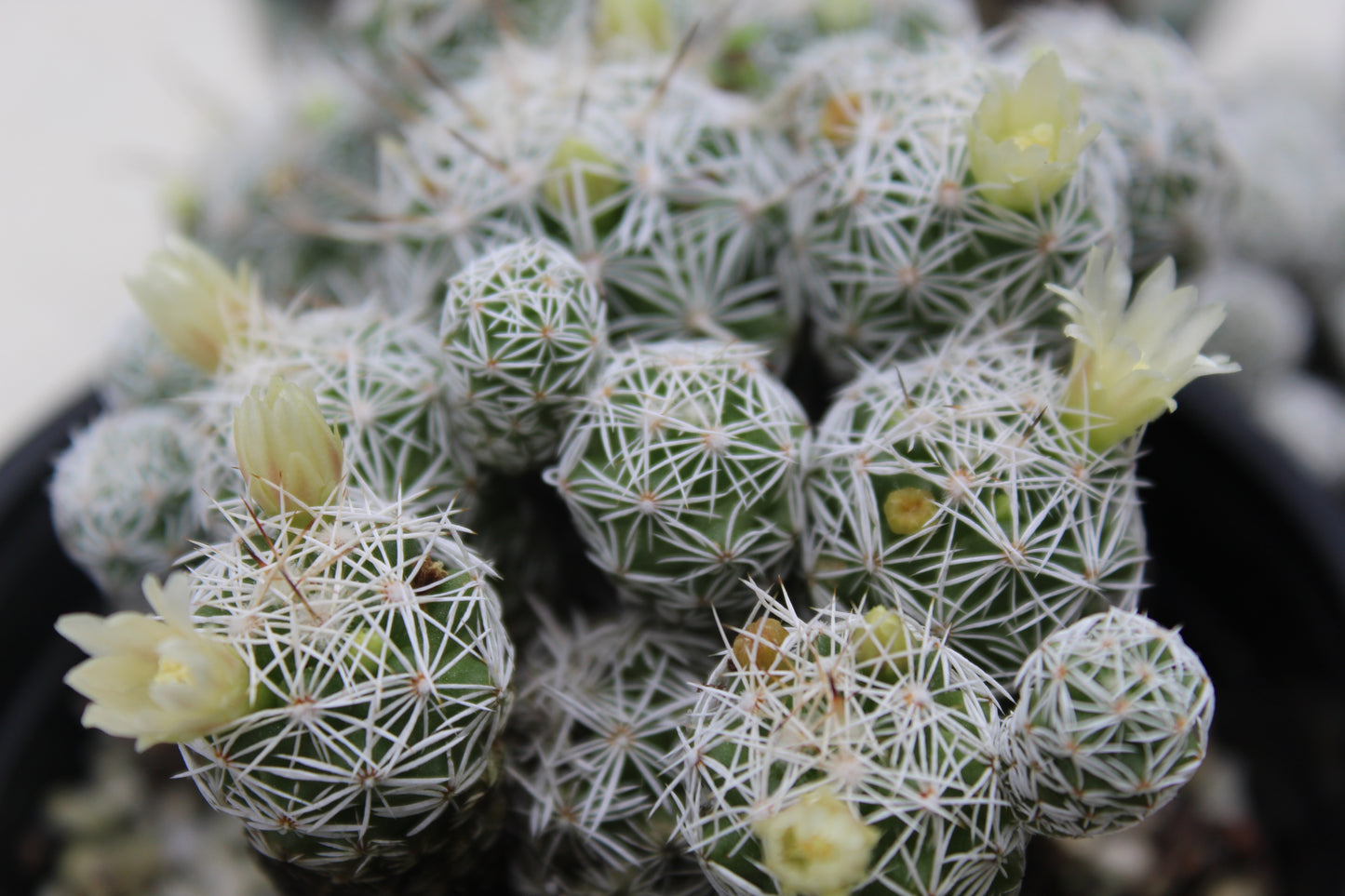Mammillaria gracilis fragilis "Thimble Cactus"
