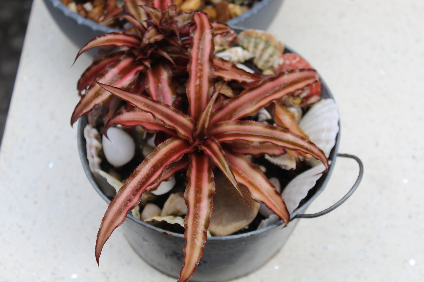 Cryptanthus Earth Star Rare Succulent Live Plant