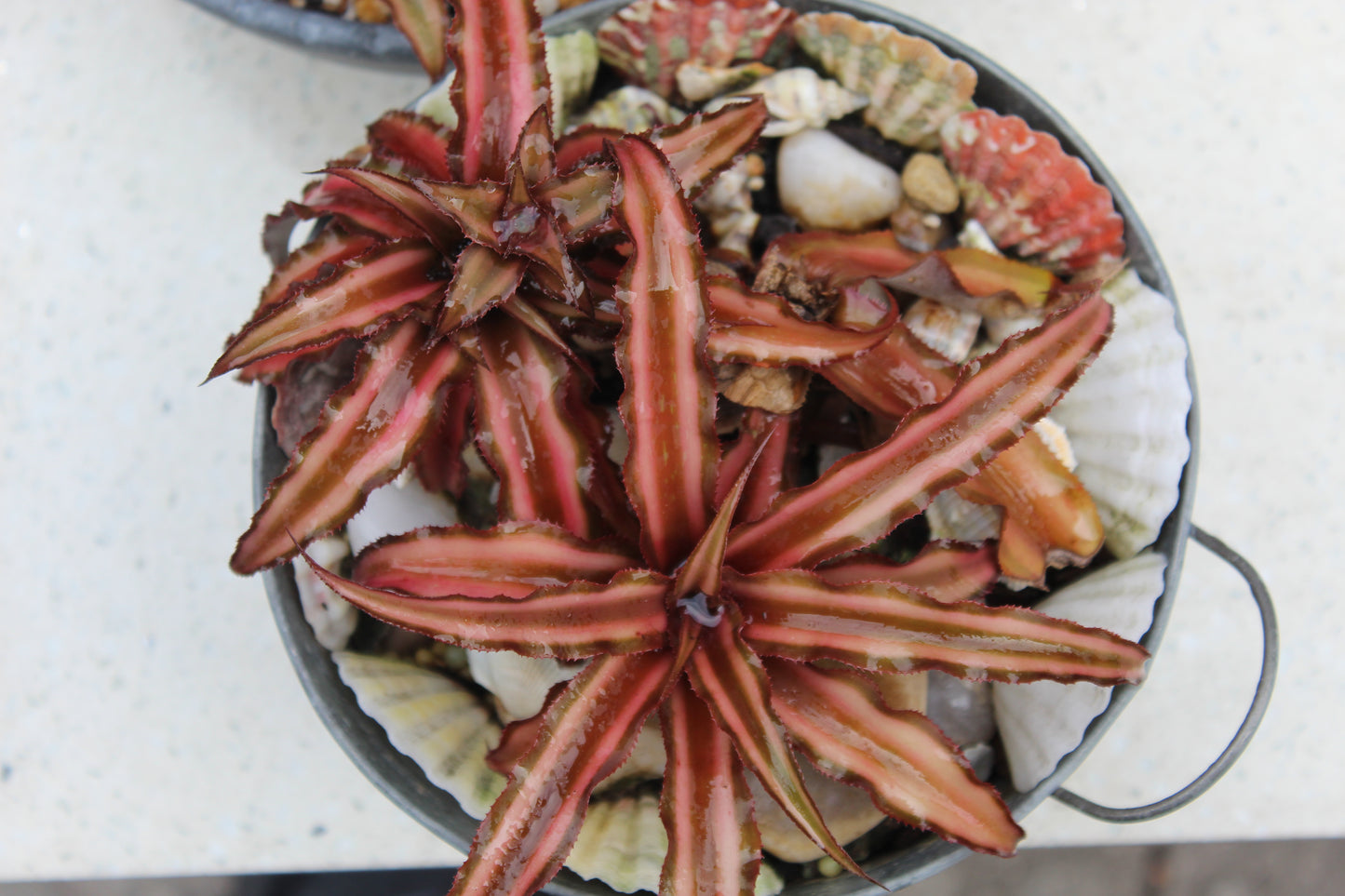 Cryptanthus Earth Star Rare Succulent Live Plant