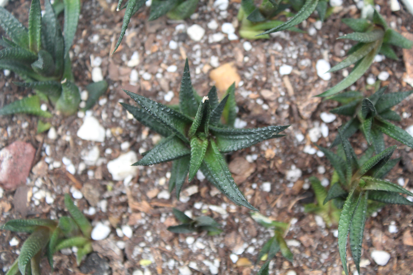 Haworthiopsis limifolia