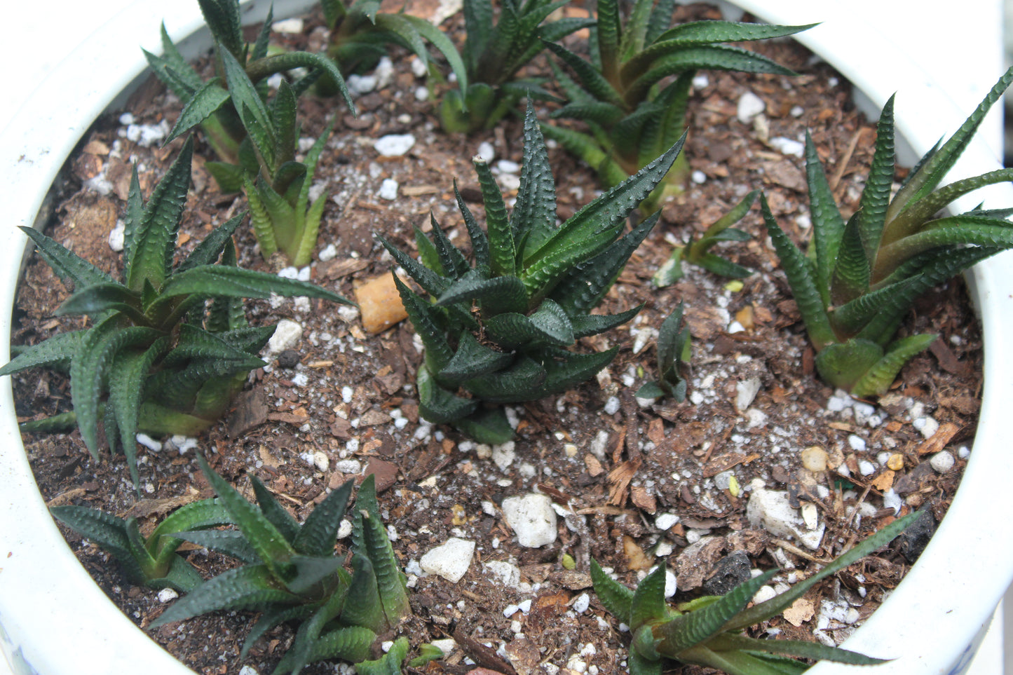 Haworthiopsis limifolia