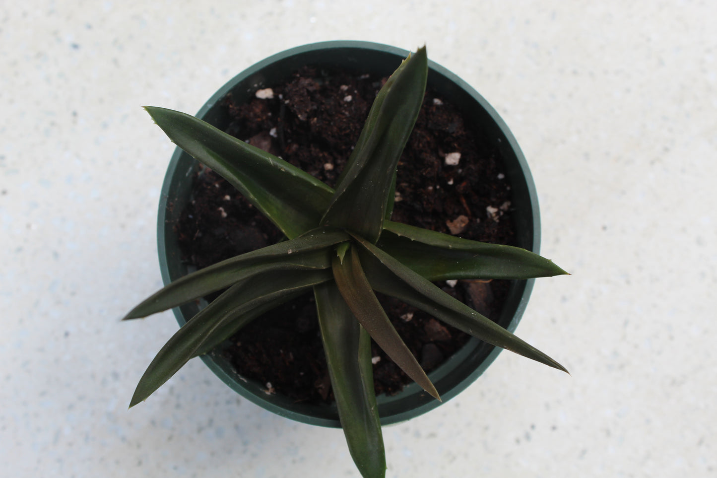 Alworthia ‘Black gem’  variegata