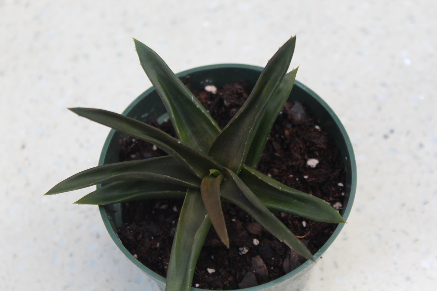 Alworthia ‘Black gem’  variegata